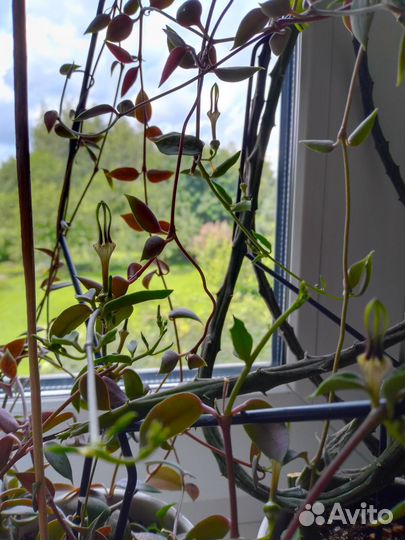 Редкая церопегия Барклая