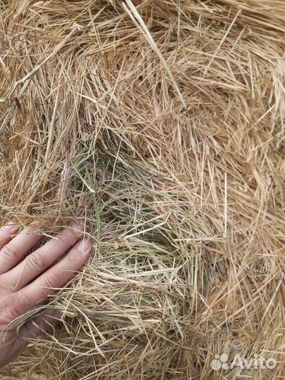 Сено в рулонах