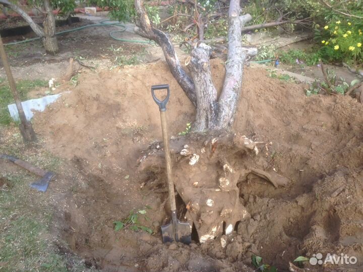 Перекопка, спил, скос, опрыскивание, выкорчевка, с