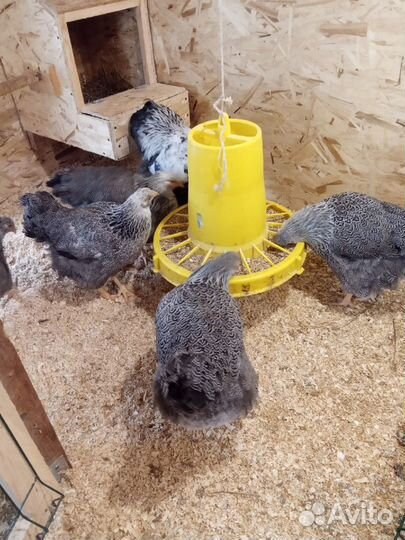 Виандот сильвер партридж