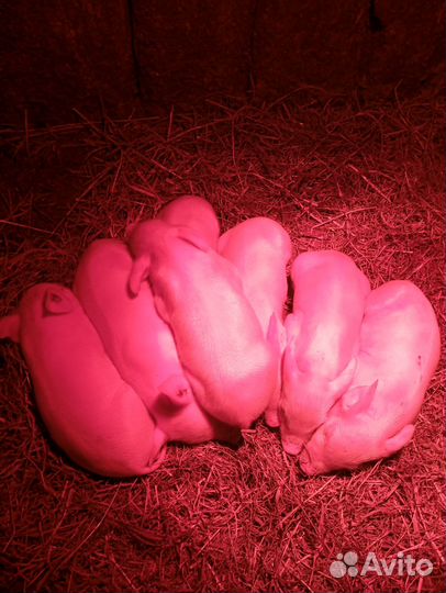 Поросята