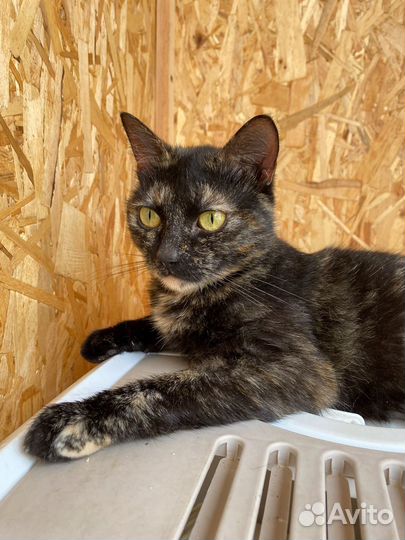 Ласковая Анабель ждет своего человека