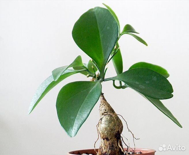 Неоасольмитра. Каудексное растение