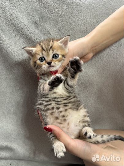 Шотландский котенок, мальчик