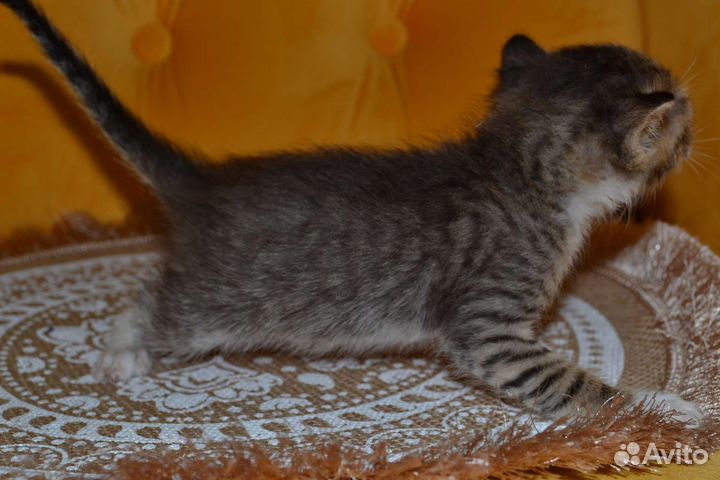 Котёнок мальчик в заботливые руки