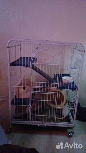 Большая клетка