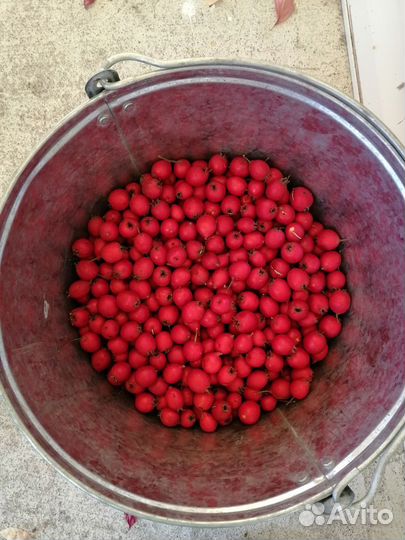 Боярышник ягоды