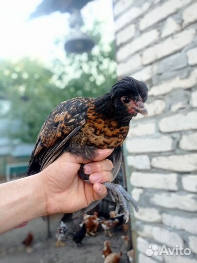 Куры молодки