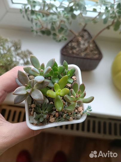 Суккуленты,эхеверия шавиана
