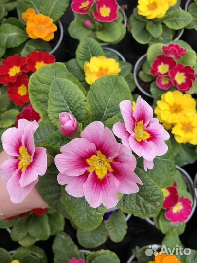 Цветы. Примула опт