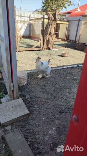 Продаются куры петушки малодки