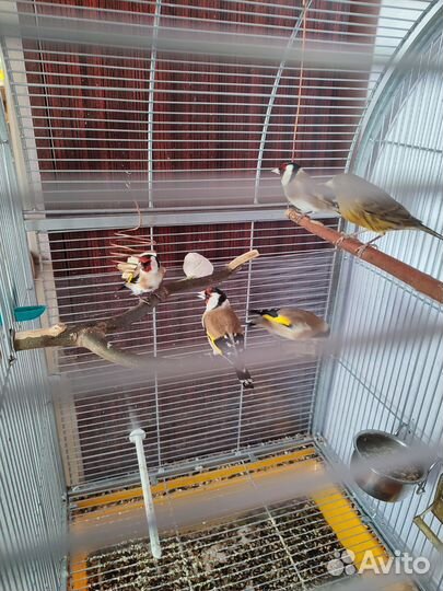 Птица щегол