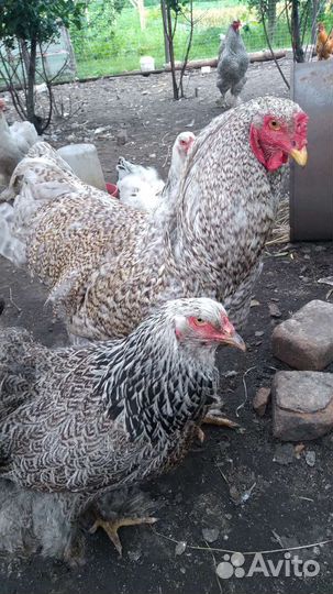 Куры петухи брама, Леггорн,Кохинхин