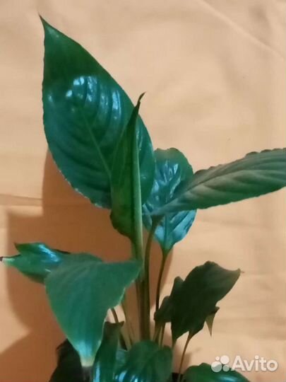 Фиалка, Гастералоэ, бегония и др