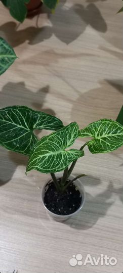 Сингониум Голден Венейшн