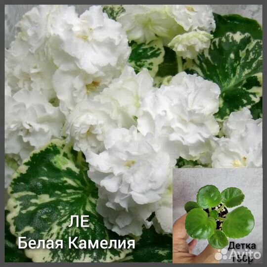 Фиалки детки