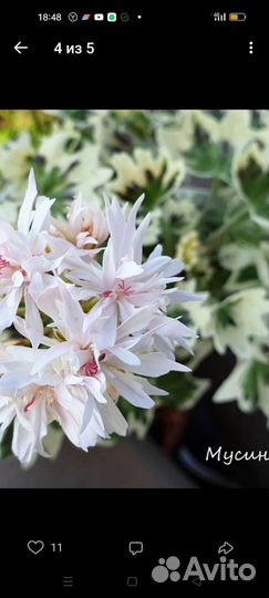 Сортовая, пестролистная пеларгония