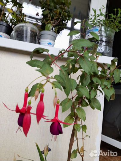 Фуксия Angelika