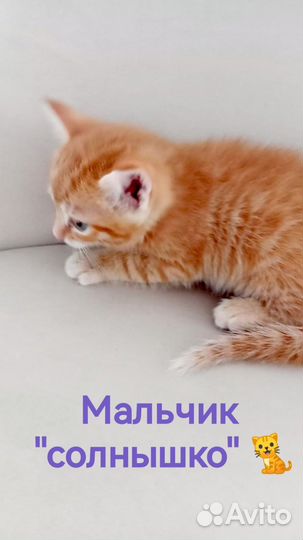 Очаровательные котята в добрые руки