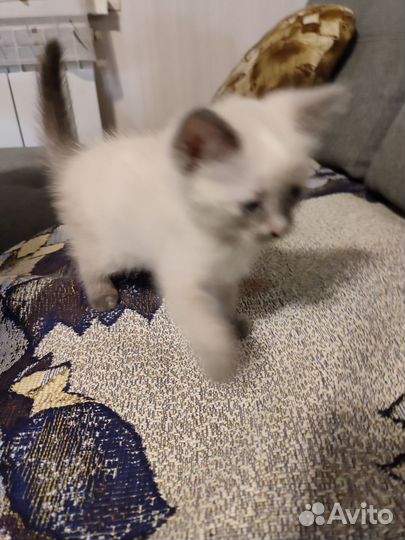 Сиамские котята