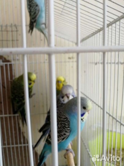 Волнистый попугай