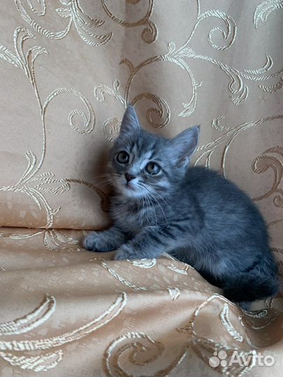 Котёнок девочка