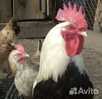 Инкубационное яйцо