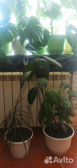 Комнатные цветы