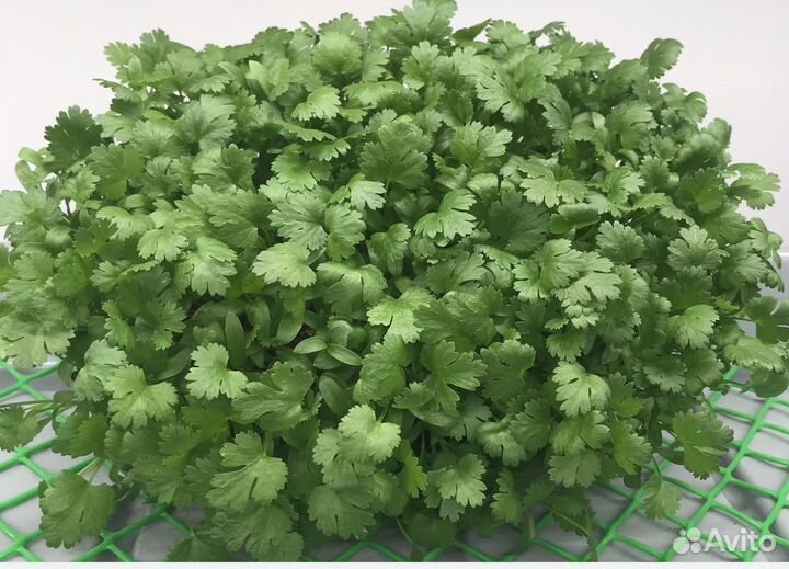 Кинза (кориандр)