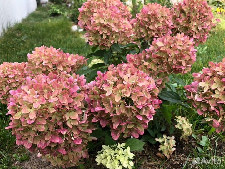 Гортензия сортовые саженцы (зкс)