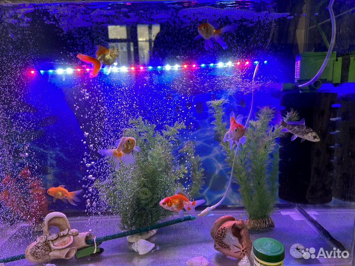 Рыбка золотая