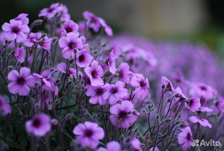 Оператор животноводческих ферм (Брянская обл)