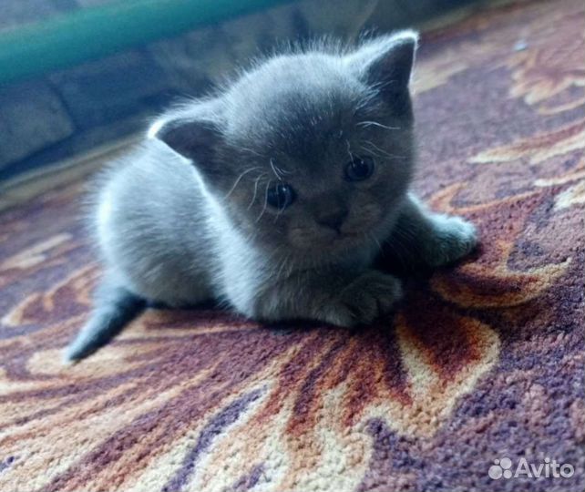 Британская кошка в дар
