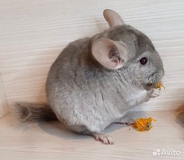 Шиншилленок мальчик гетеробежевый 2 мес