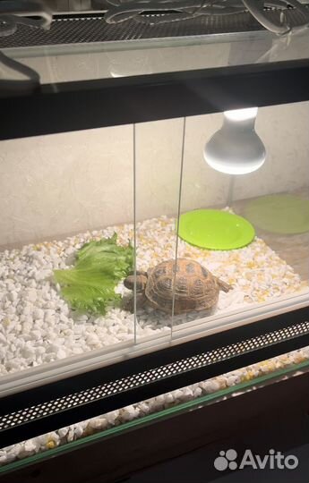Террариум для сухопутной черепахи