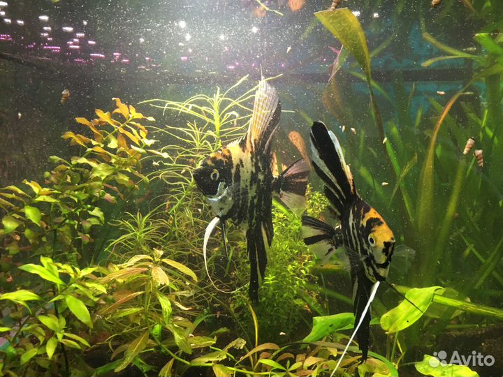 Аквариумные рыбки Скалярии Кои