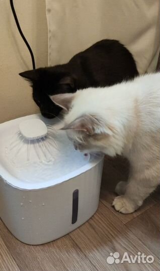 Фонтан поилка для кошек и собак