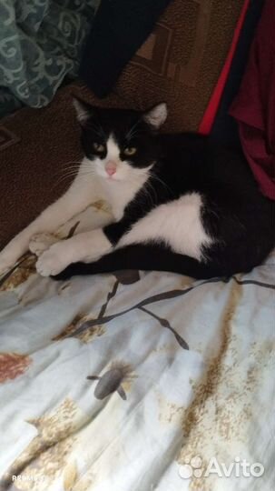 Кошки бесплатно