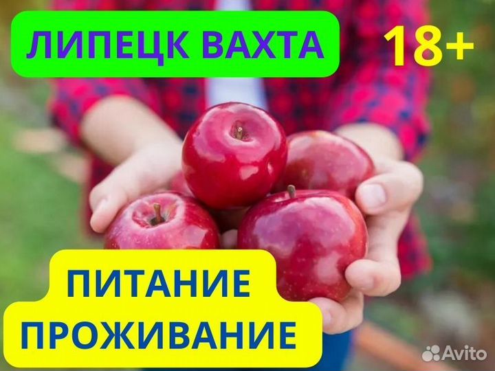 Сборщик яблок (Вахта в Липецке)