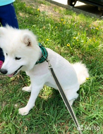 Стрижка (груминг) кошек и собак, выезд на дом