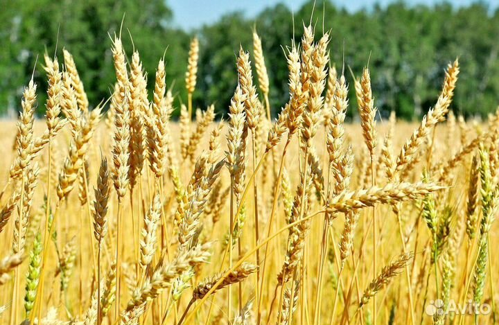 Пшеница 3 класс