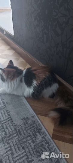 Трехцветная кошка