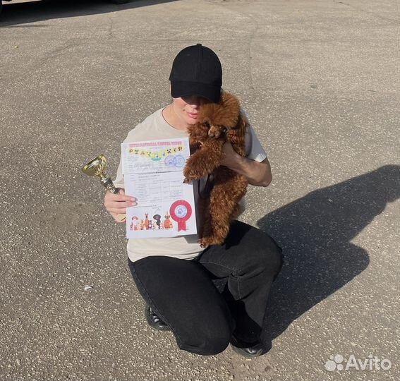 Той-пудель вязка