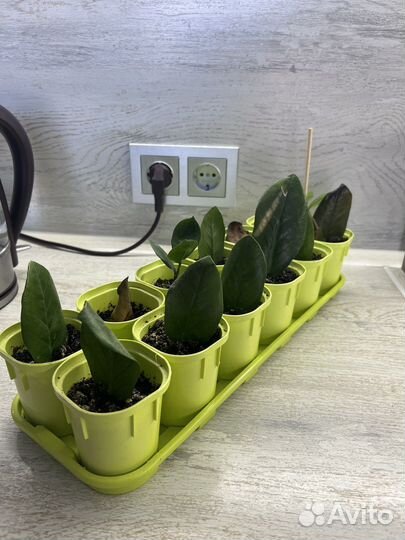 Замиокулькас