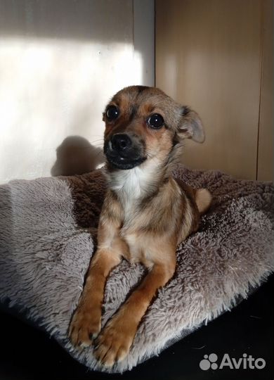 Щенок девочка в добрые руки