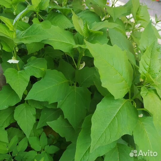 Многолетние цветы и кустарники