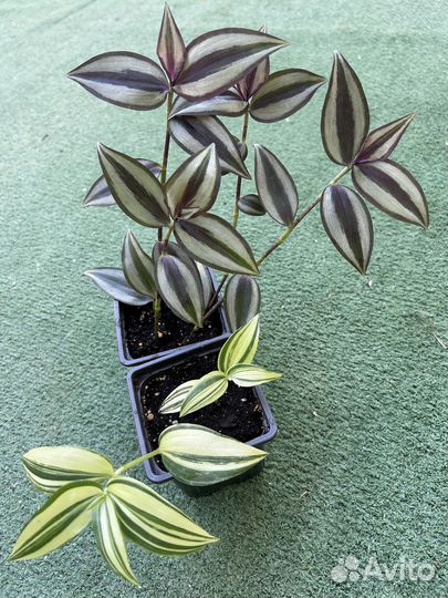 Традесканция зебрина и желтый хом