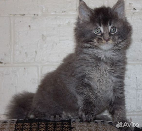 Красавицы сестрёнки