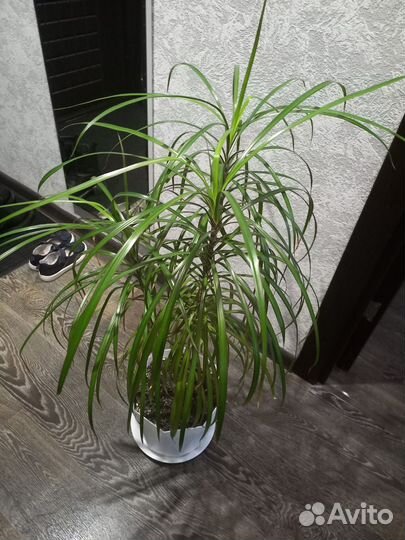 Пальма драцена