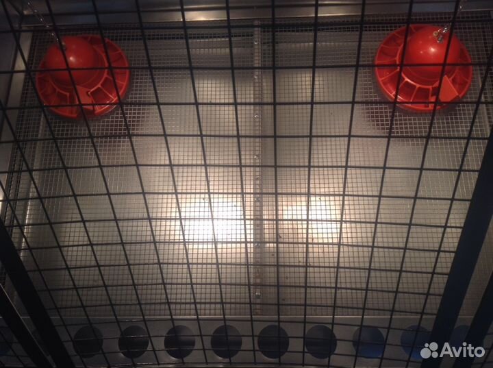 Новинка Брудер для Индюшат